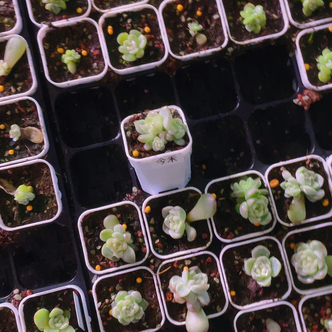 ?****?四头今禾中苗盆一个满25包邮