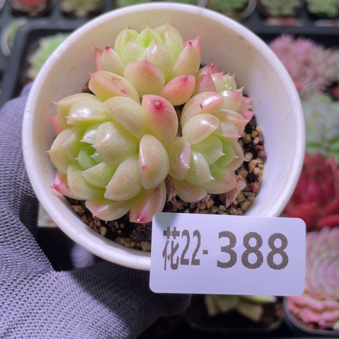 花利美22-388麦秆群