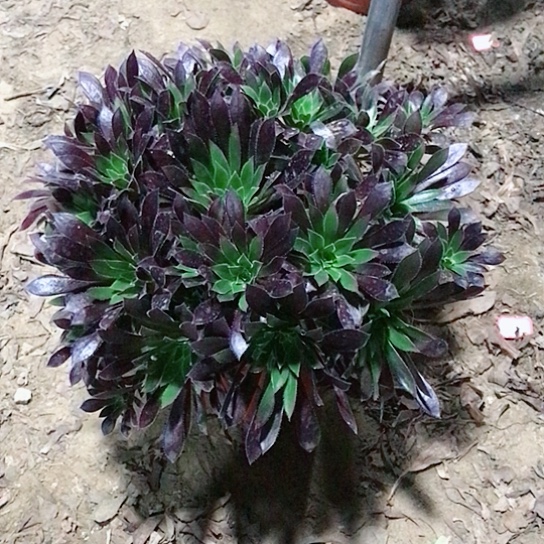 易***郭火凤凰法师000000024