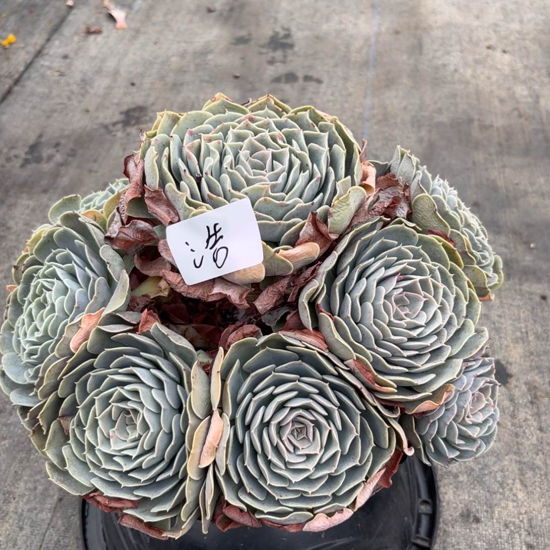 一棠颂花卉一物一拍 天赐 浩