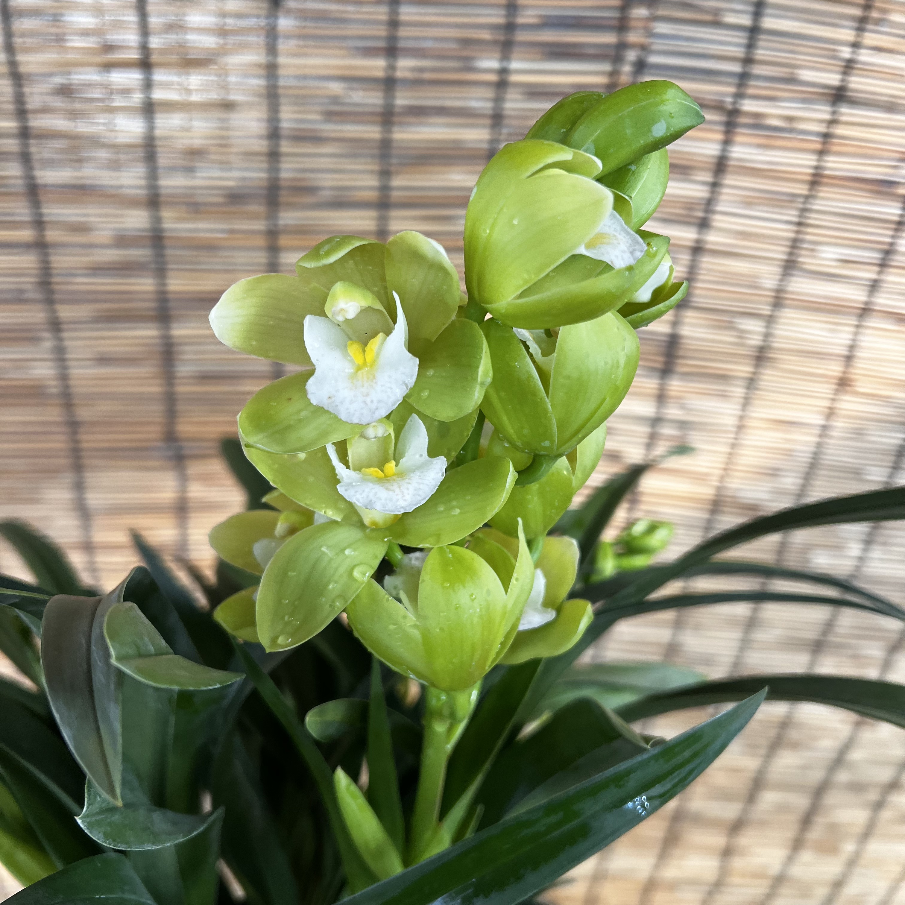 云南大花惠兰【青苹果】年宵花桌面款原盆原土带花苞带花剑基地直发