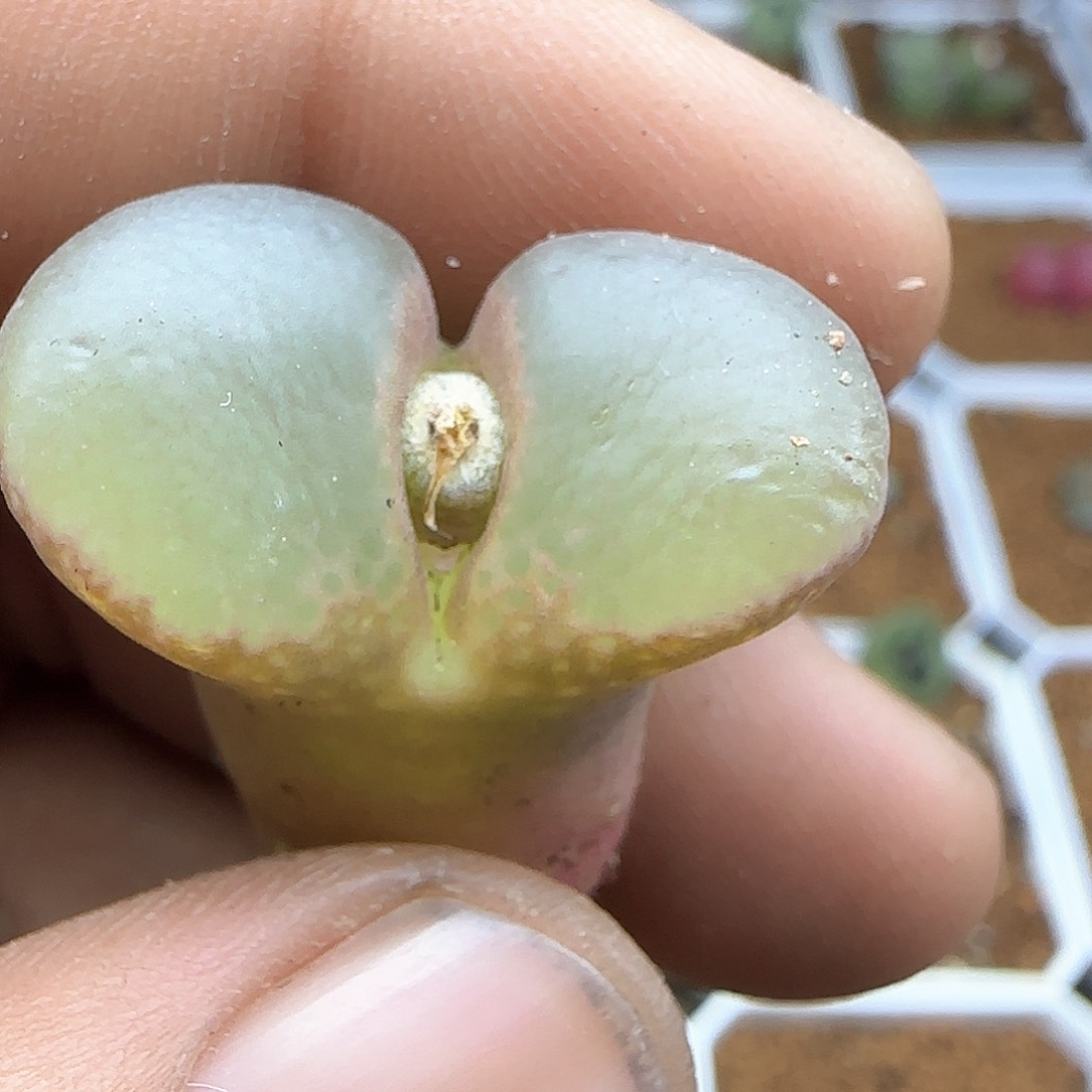 花*姐脱土年后发货24546