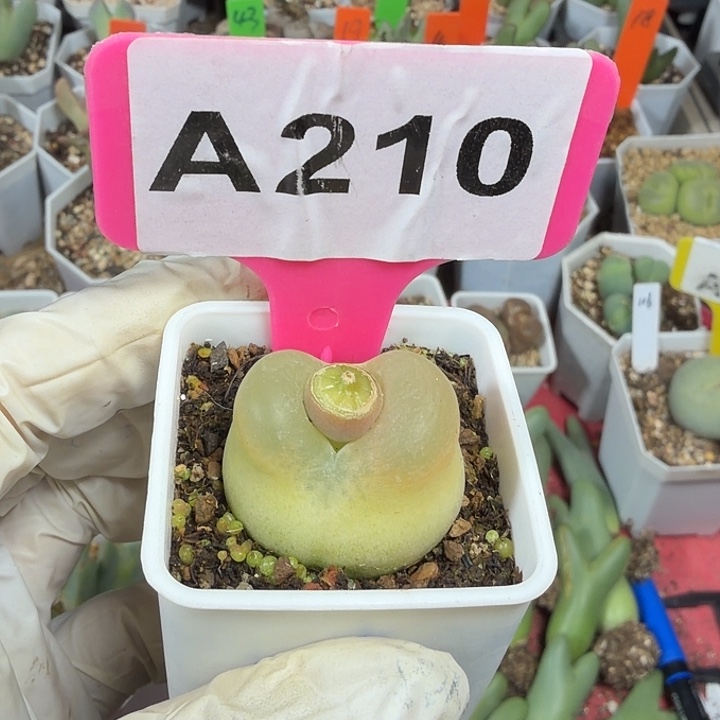 饼****219mmmmmmmmmmmmmm