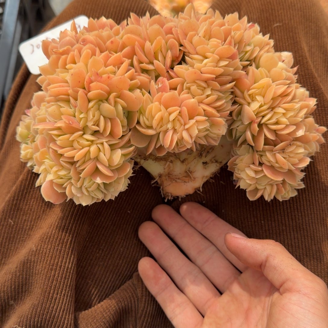 一物一拍星娜塔树缀110