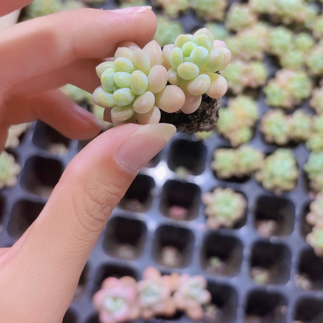 小穴苗洛可可2米2颗