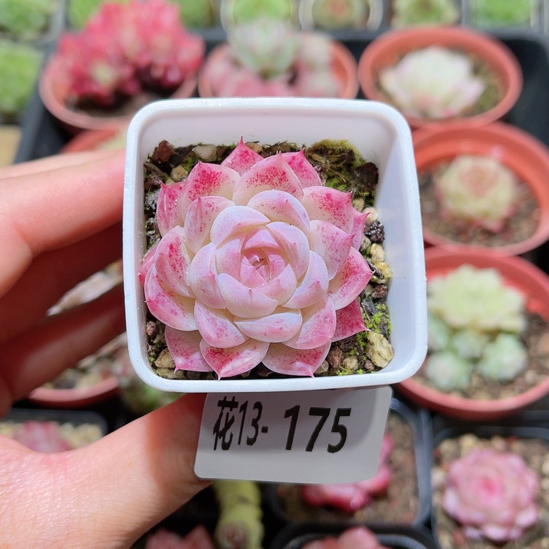 花利美13-175美瞳