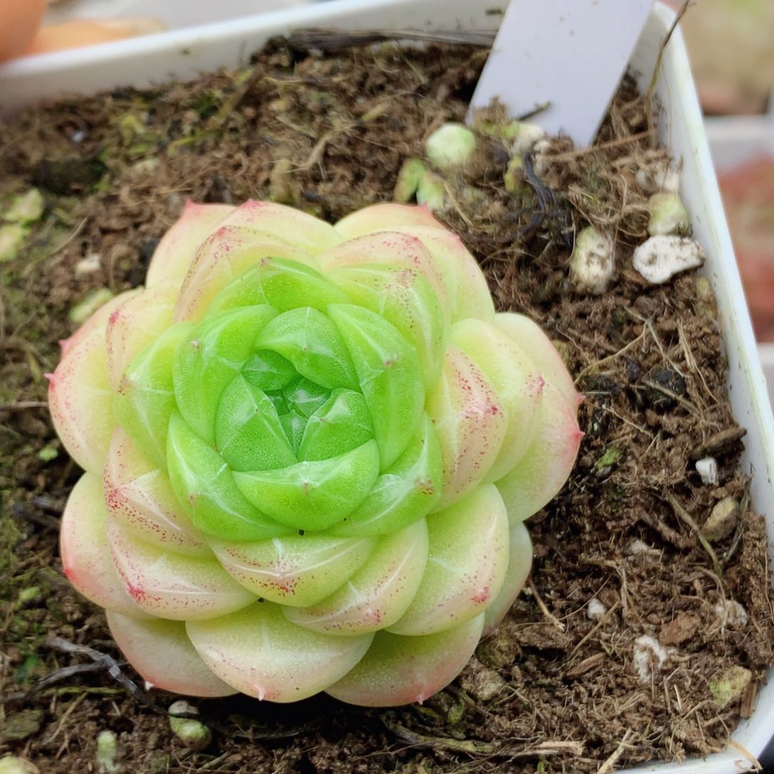 麦秆58包邮  群生不包整347