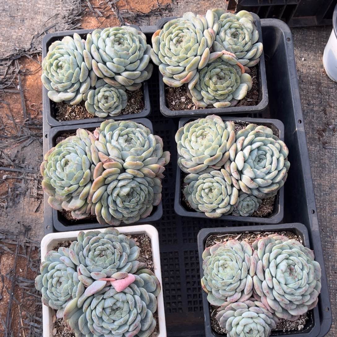 白恋3头有砍，图中任意一颗，尺寸11+