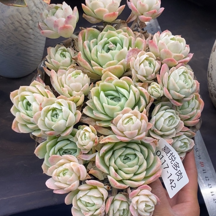 夏悦多肉0117-142西娜杂