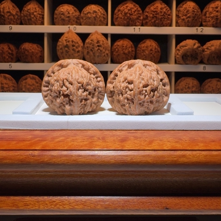 球白尺寸40配对精骨质好