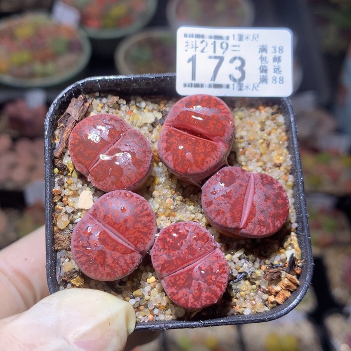 精品生石花219.173