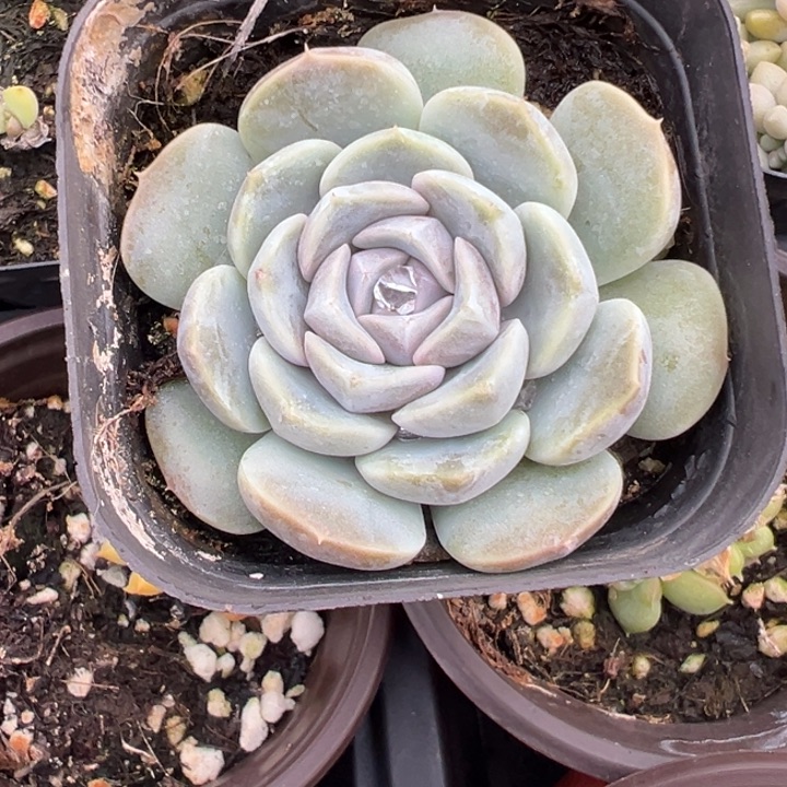 汉堡多肉植物41多肉植物