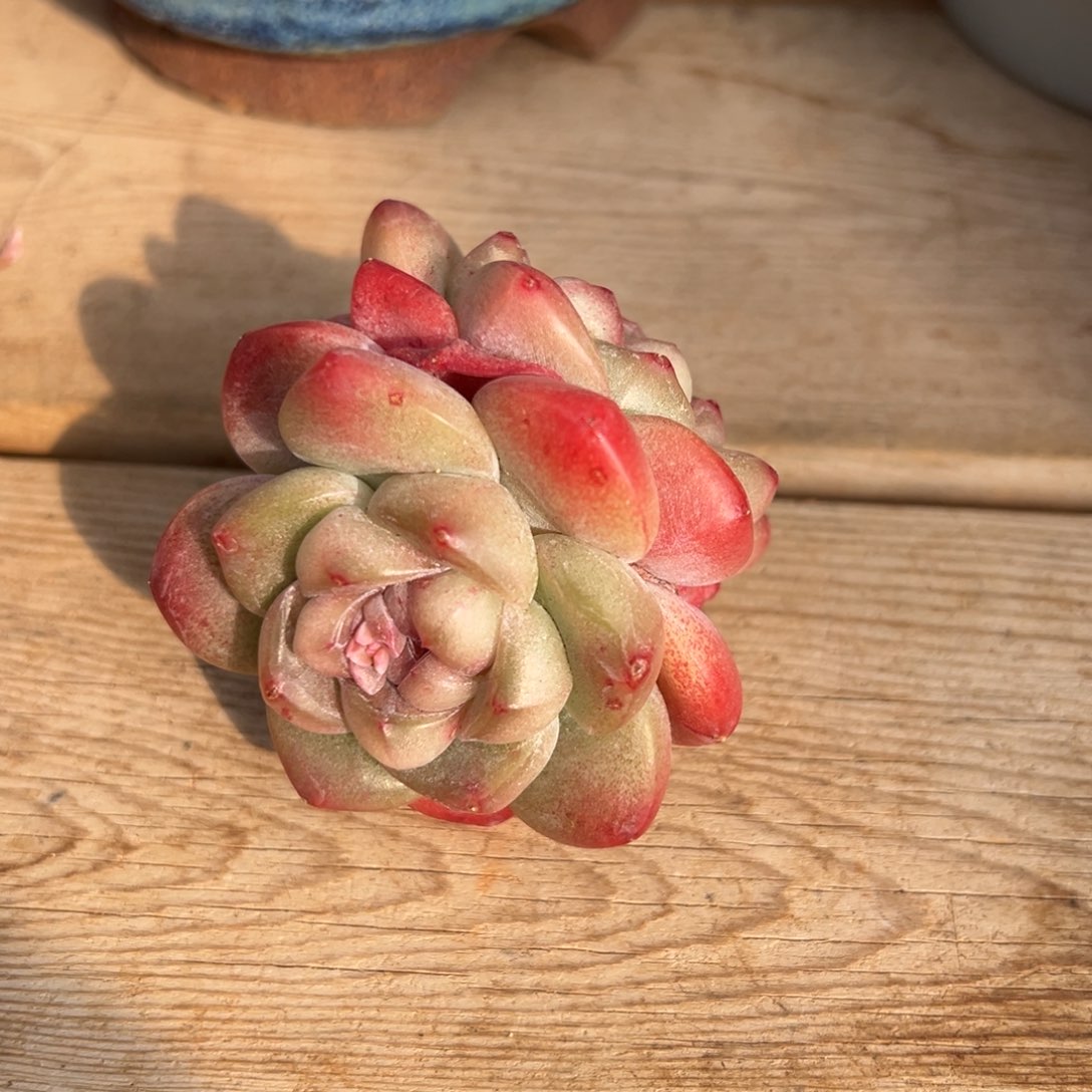 3头冰玉新年福利