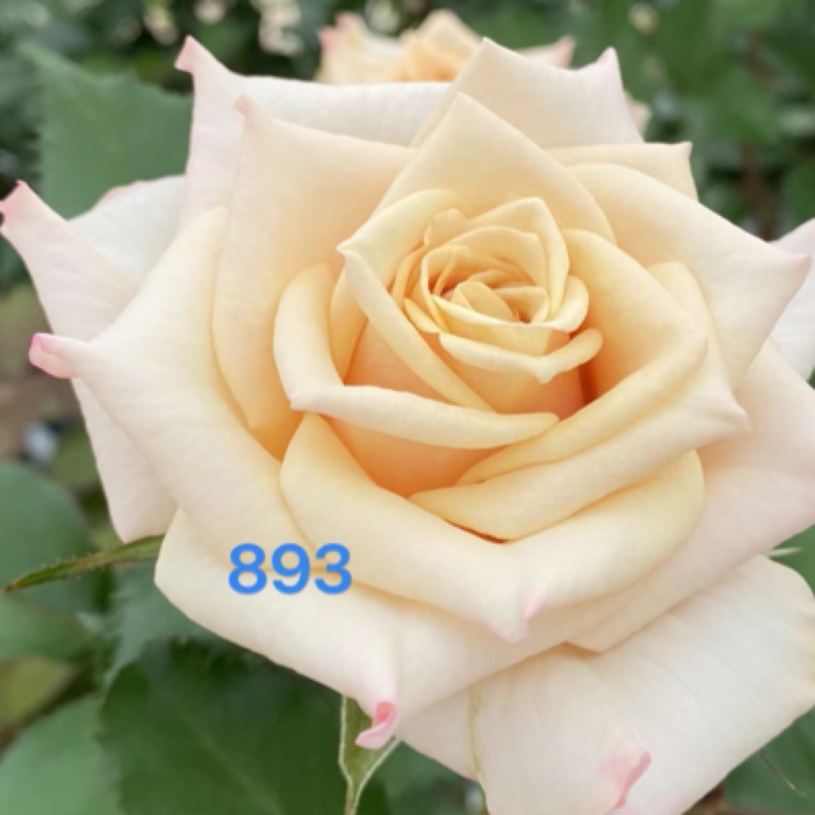 福利特惠玫瑰大花月季《缤纷风华》扦插小苗含花盆