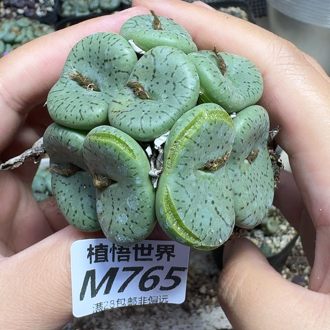 多肉植物的人生fhbj