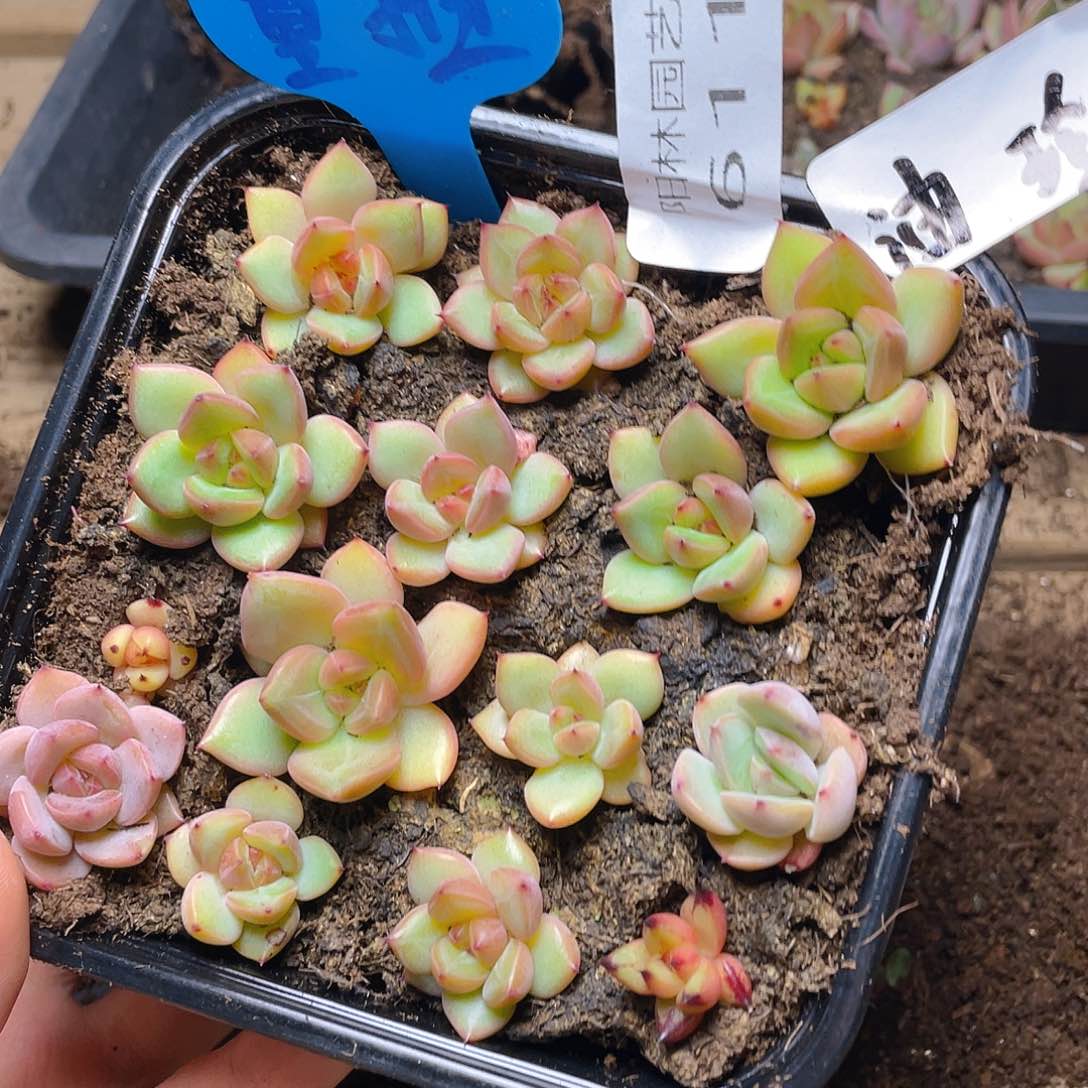 量拍多肉植物多肉植物611