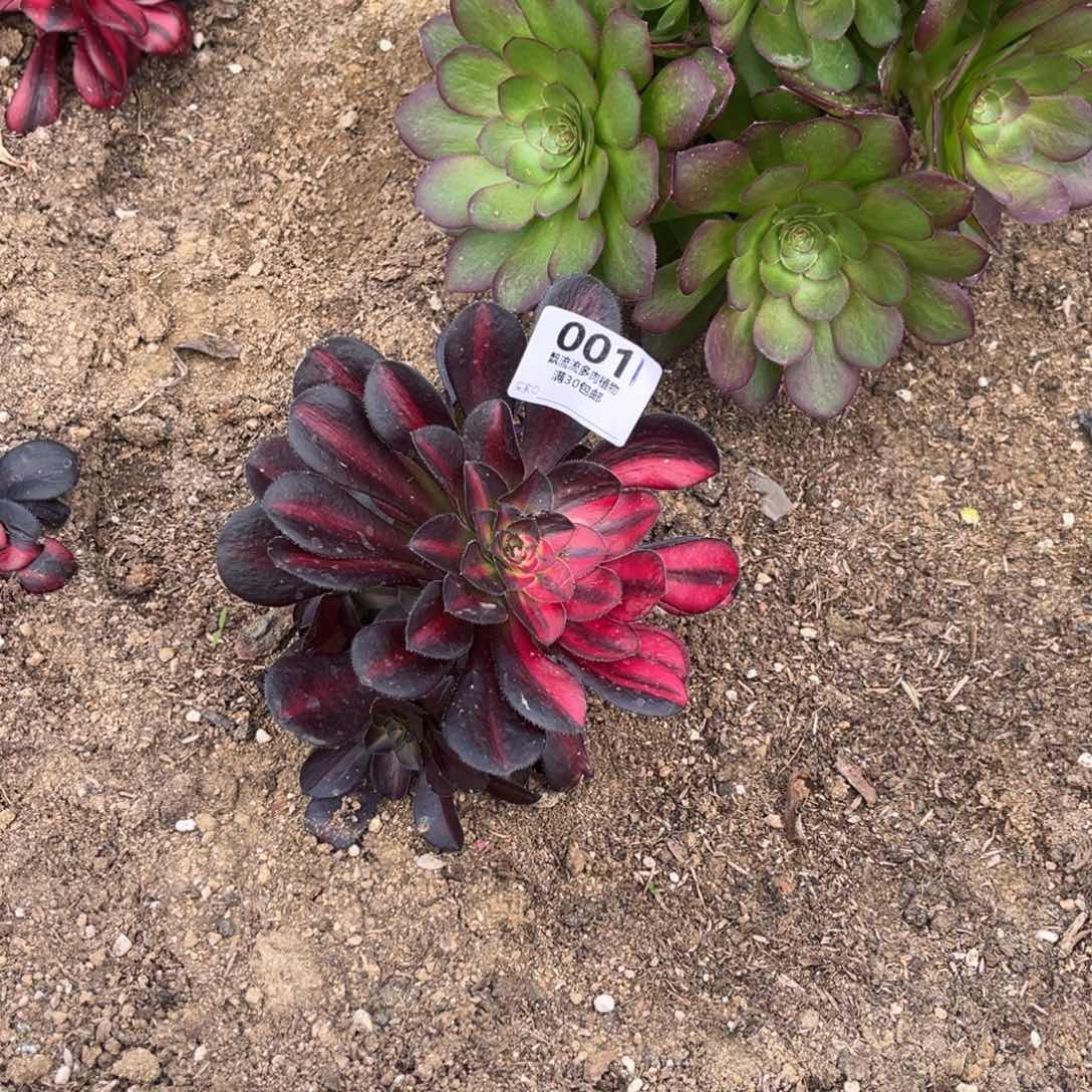 花蝴蝶多肉法师，