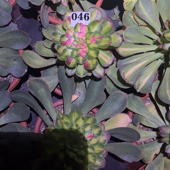 ✨****知府多肉植物046