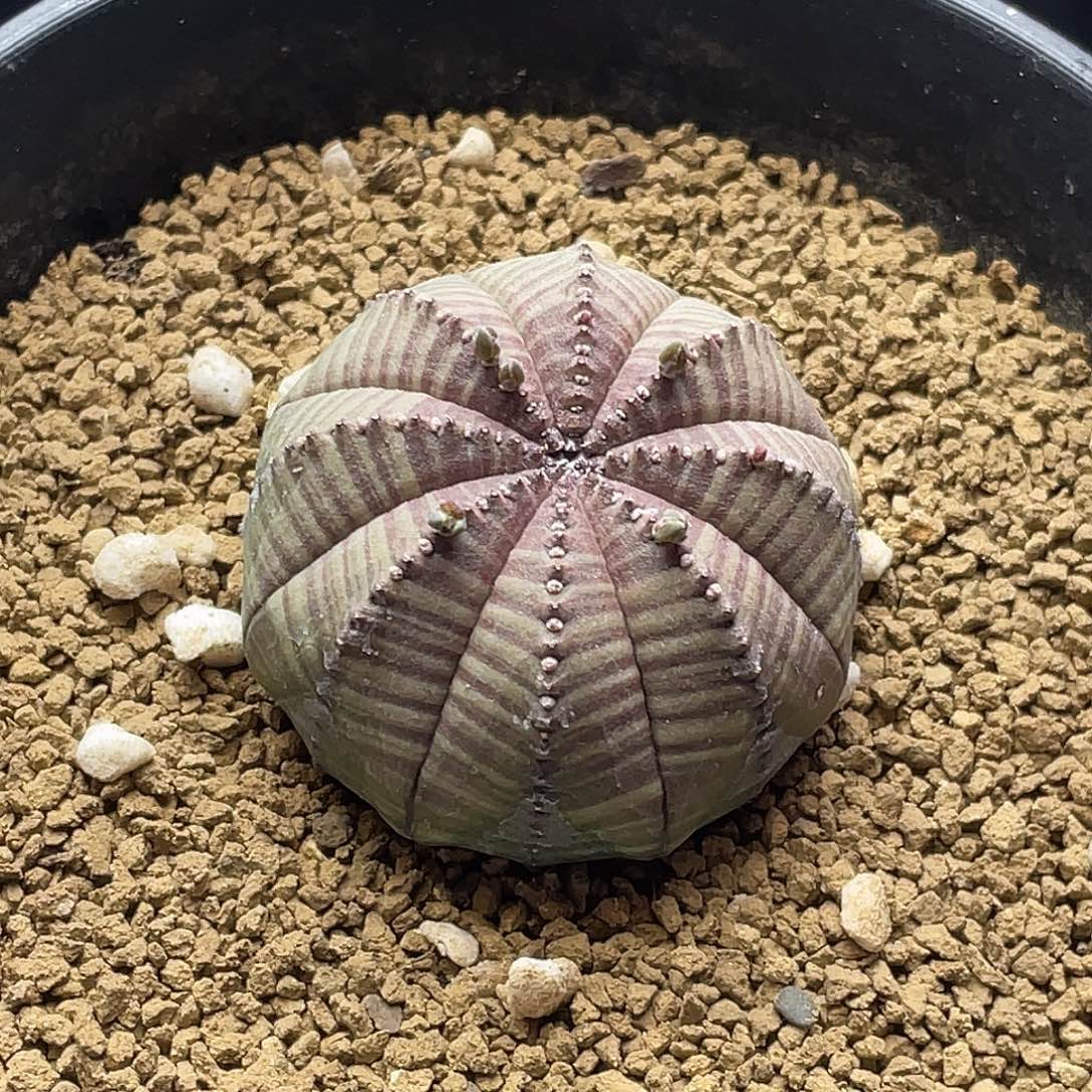 实生龟甲拉链艳肌神玉布纹球