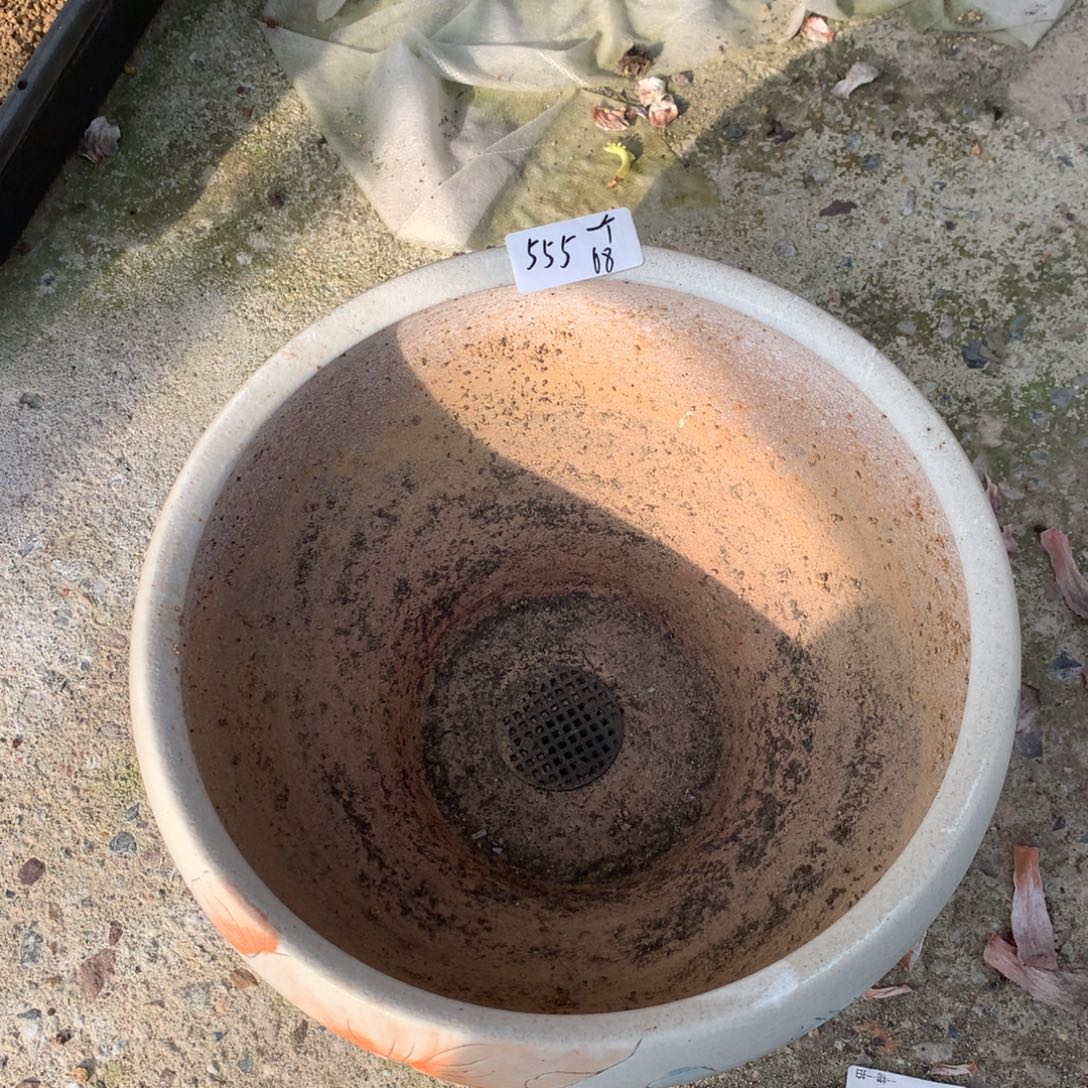 555一个盆68元啦啦啦