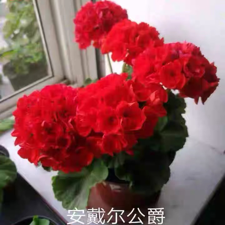 【公爵】新手必入直立天竺葵小苗花型紧凑颜色鲜艳大花球耐热勤花