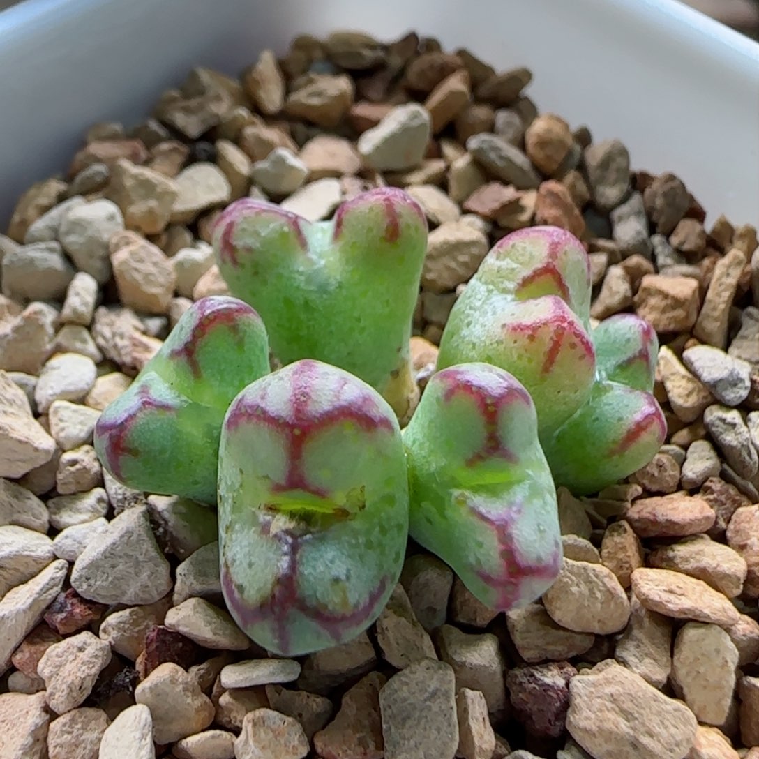 1-22-8-1当天满58包邮铅笔画杂交多肉脱土