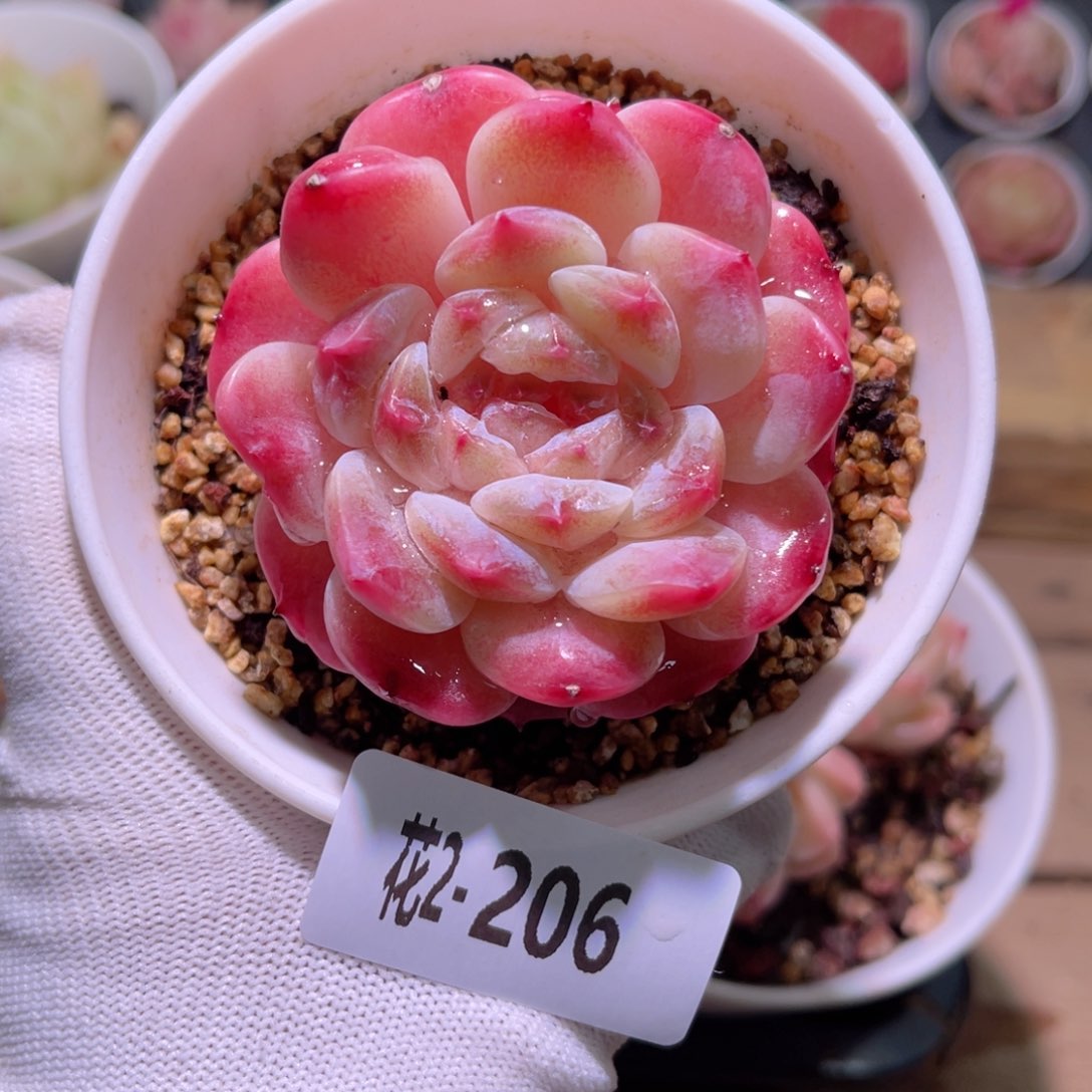 花02-206秘境冰魄