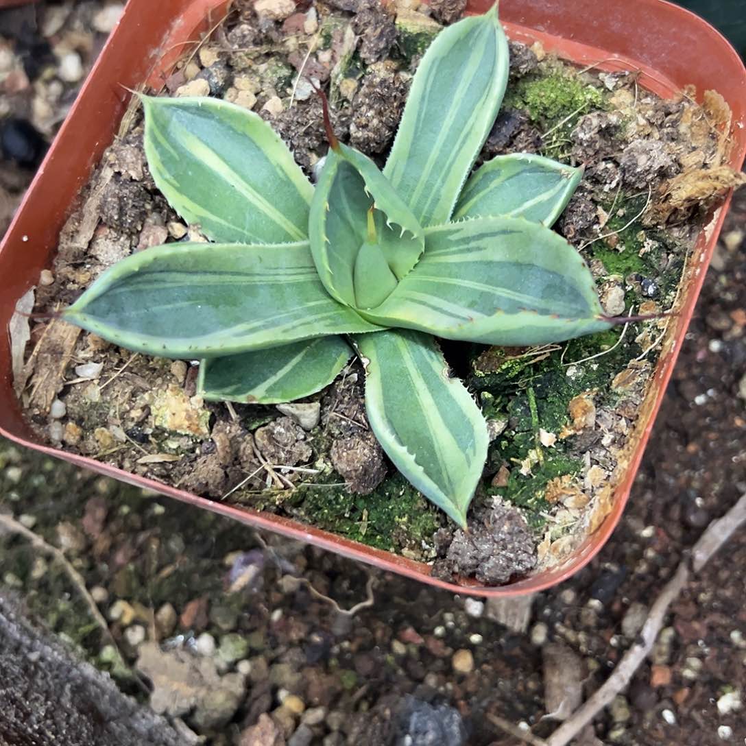 F*学福克斯锦娃娃脸植物