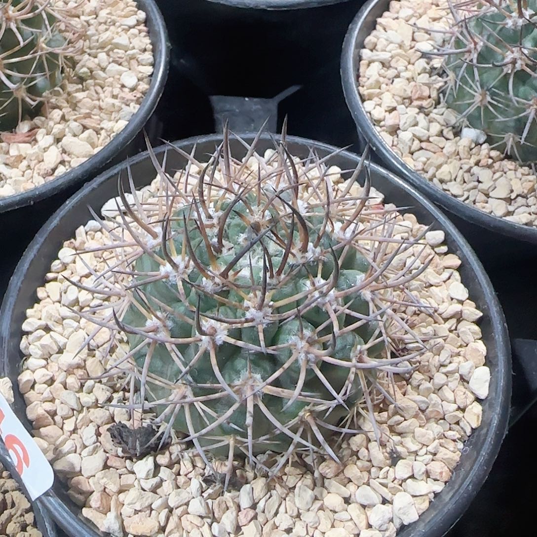 逆豹 实生仙人球046