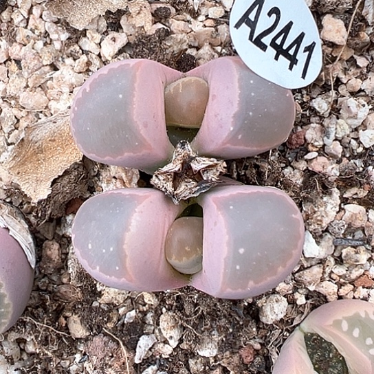 2441.净窗橄榄双头单头2.8