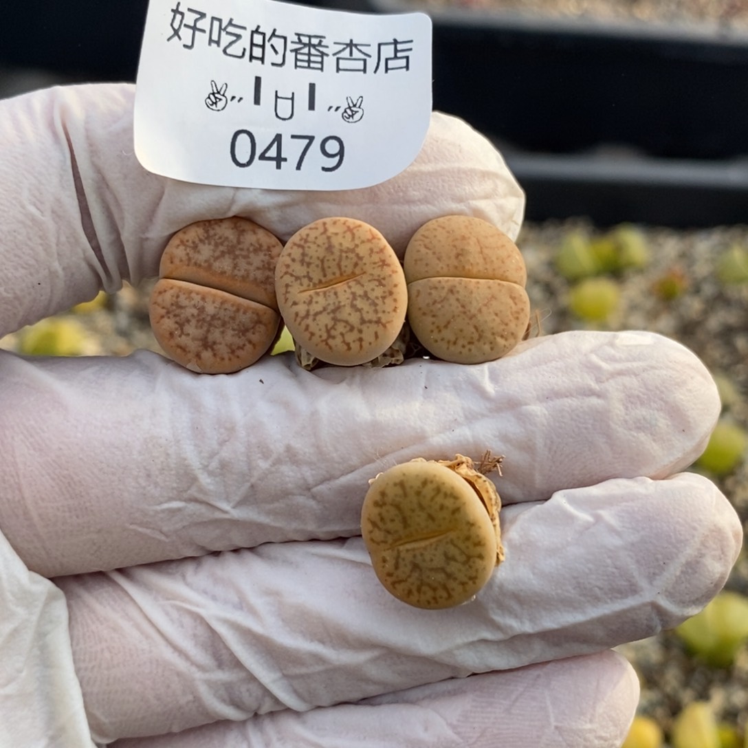 0479。抽奖。抽奖活动。