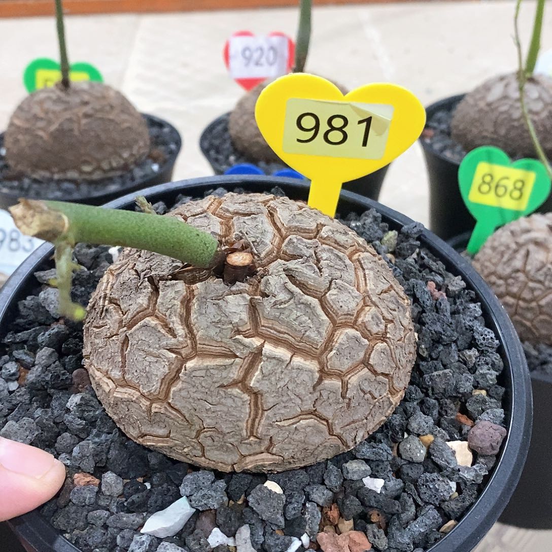 南非龟甲龙龟甲龙