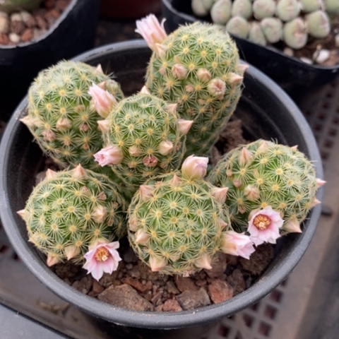 吉赛尔群8仙人球