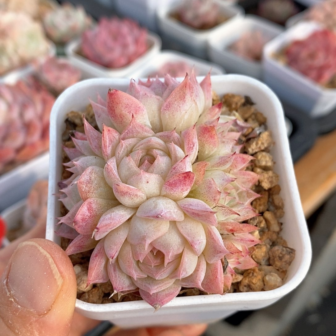 精品多肉一物一拍不包整167