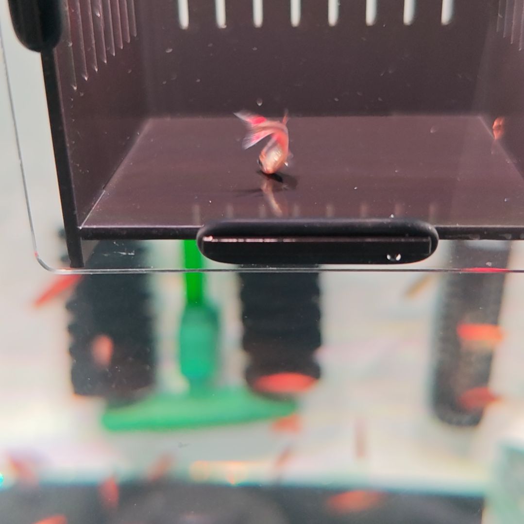 灯科鱼血红魔鬼（带黑点）