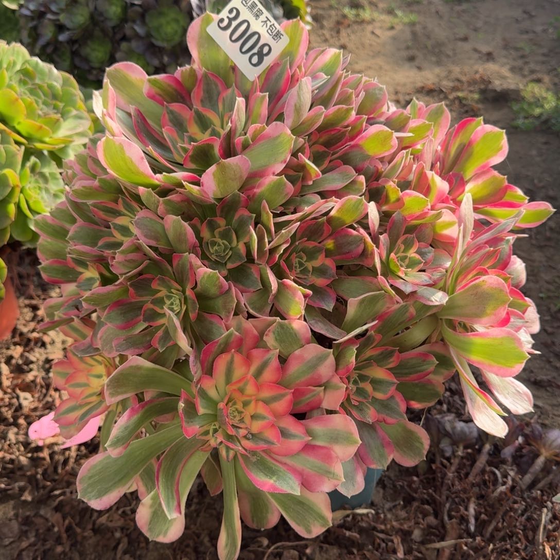 法师粉女郎3008 18-9