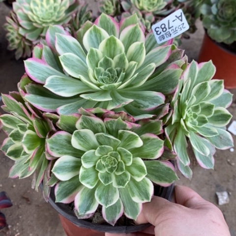 783万彩灯满25包邮多肉