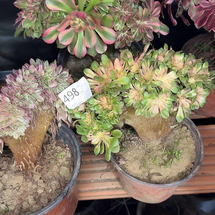 倾城香妃缀化多肉植物498