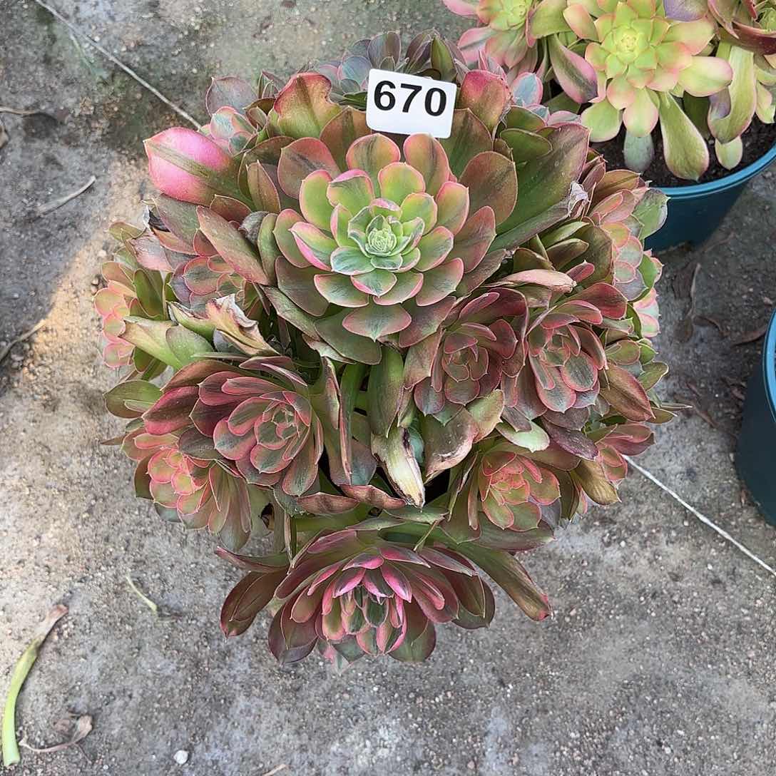 多肉植物菊花台雅典娜石化锦670