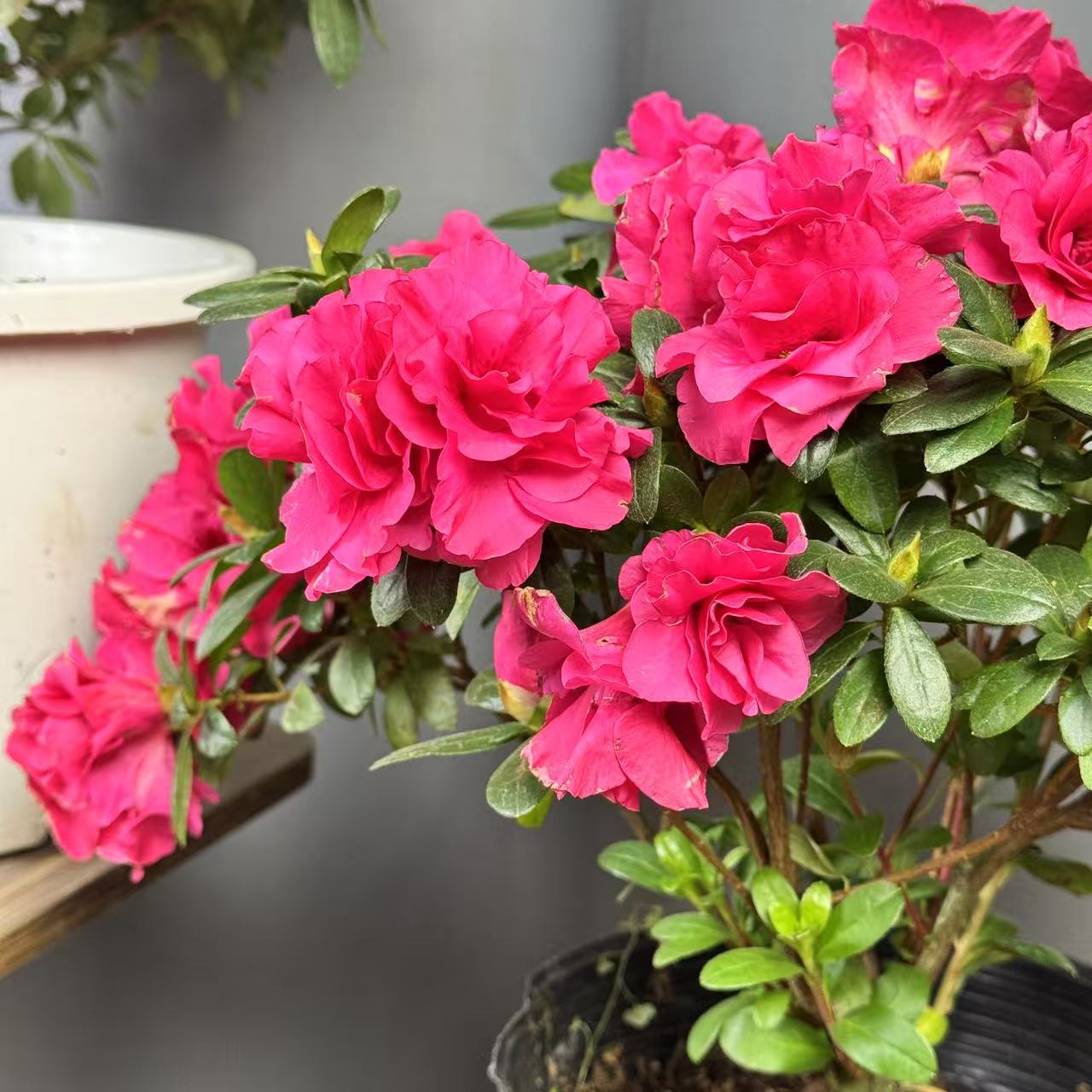 【宝莲灯杜鹃】名贵品种杜鹃盆栽花卉植物室内客厅阳台四季好养活