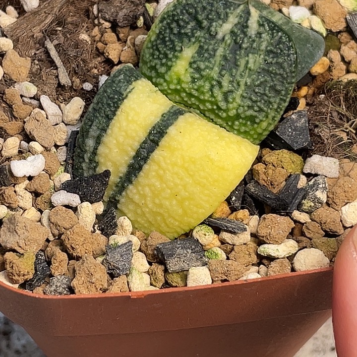 用***8一物一拍客户专拍4号