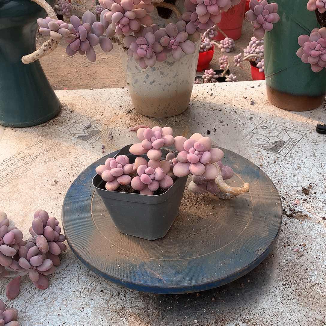 36一物一拍桃蛋老桩