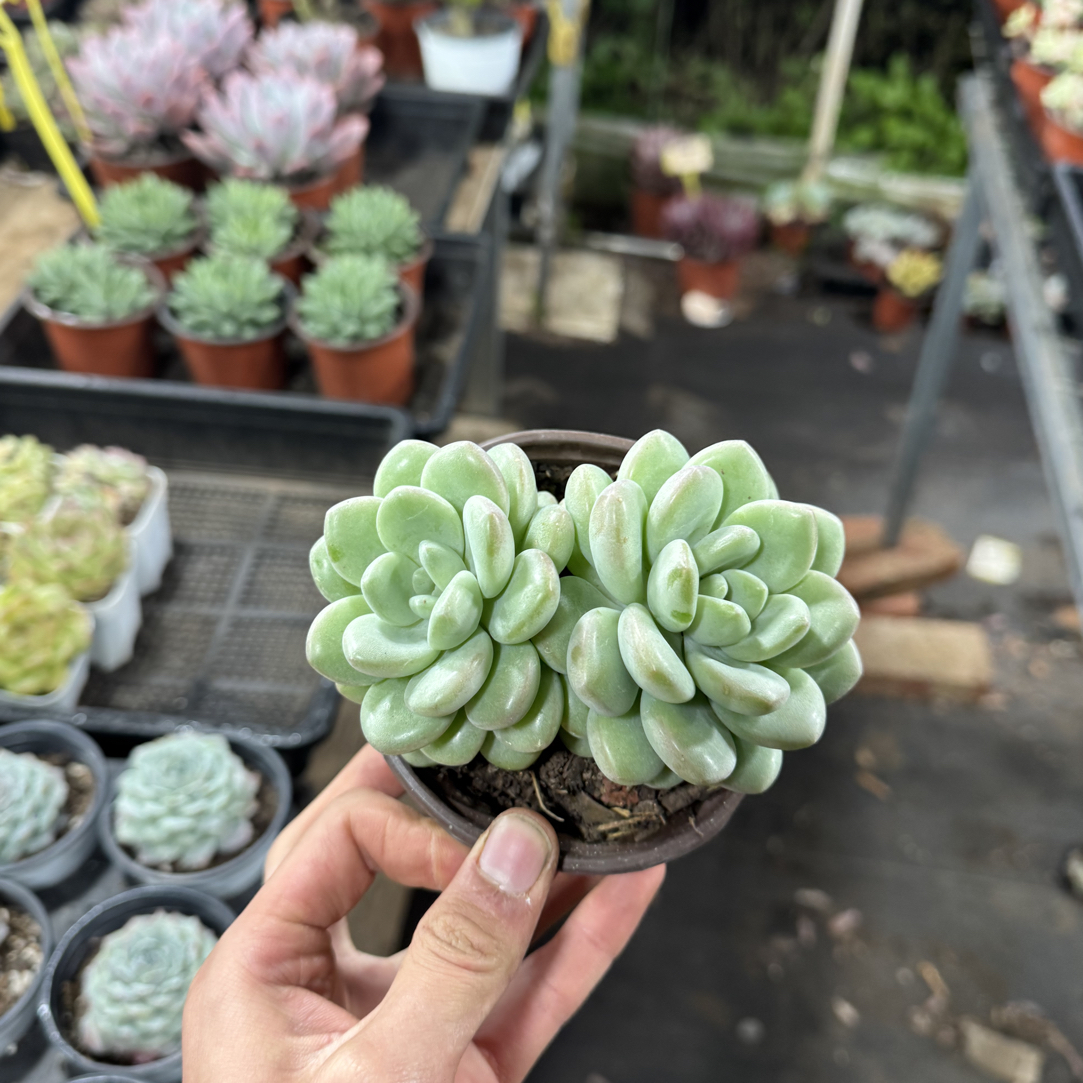 【任意两单包邮】泡泡糖阳台办公室庭院老桩盆栽多肉植物室内