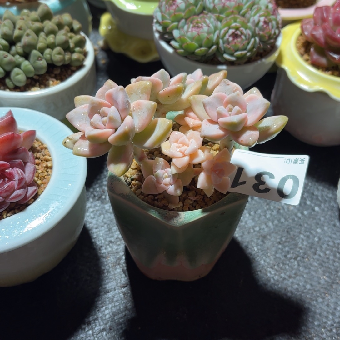 美杏锦多肉带盆发货