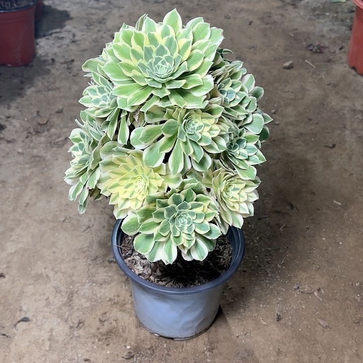 多肉植物法师艳凝15