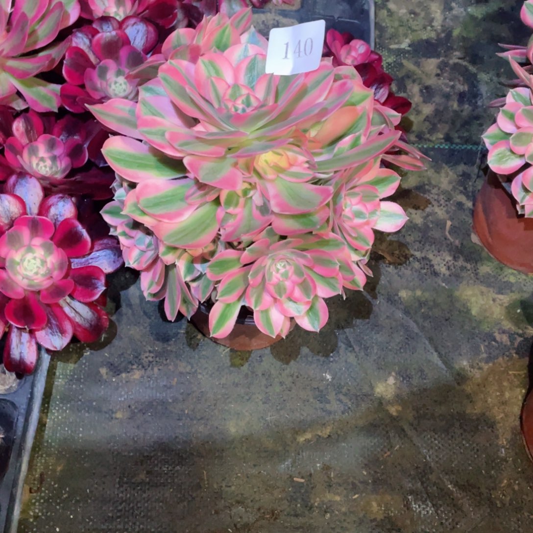 多肉植物女巫140