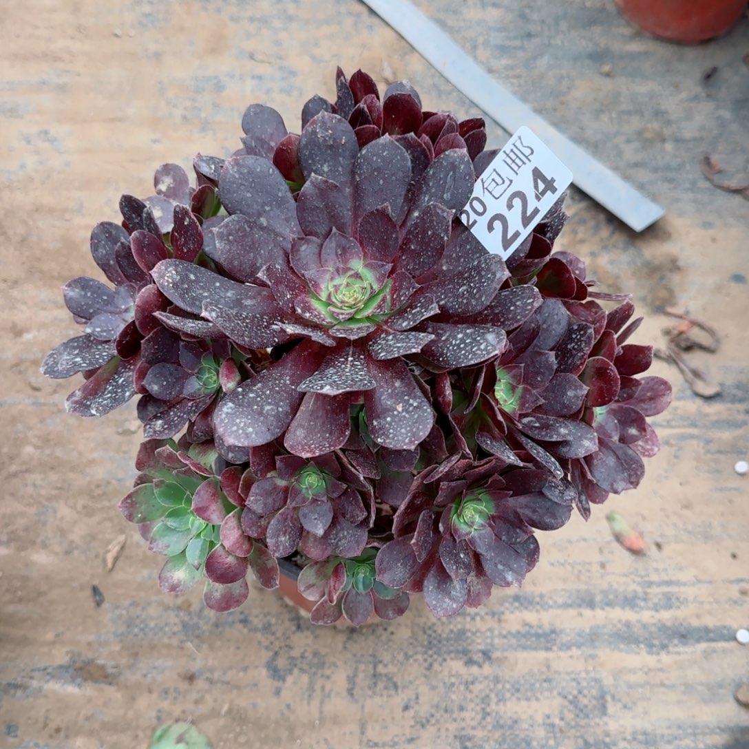 赤焰莲224满20包邮断枝不包