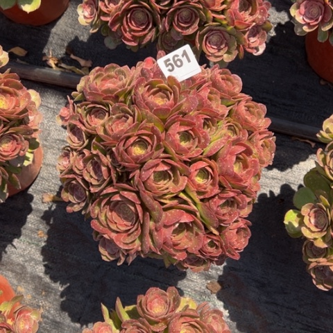 561沙拉碗朵朵多肉，