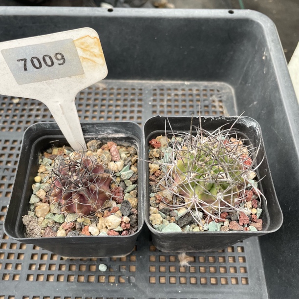 7009 实生裸根发货2棵