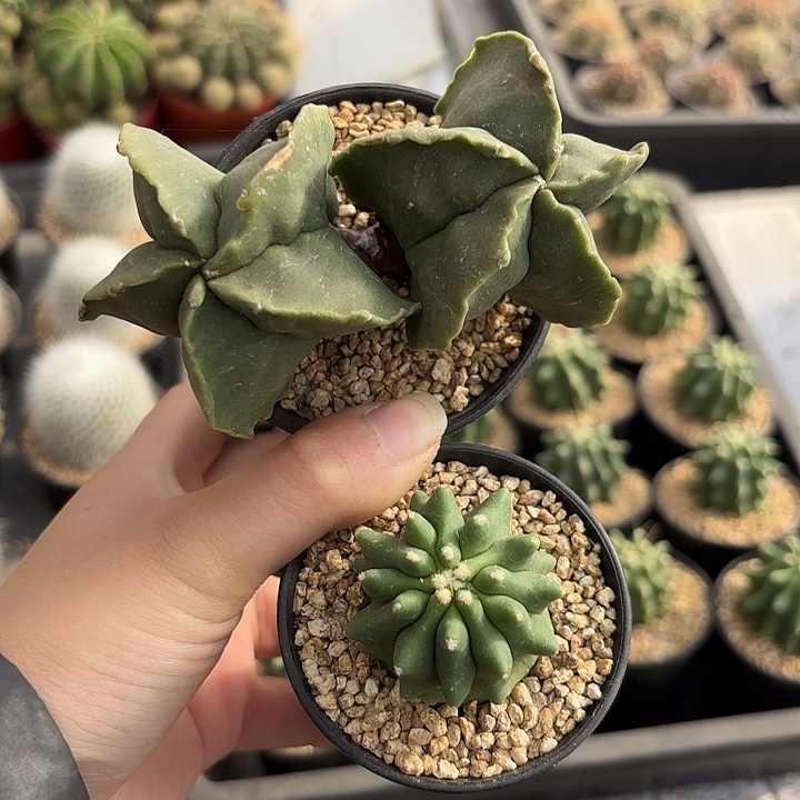 双头五角鸾凤玉➕王冠龙组合